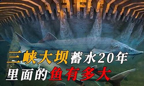 鱼儿的天堂作文500字_鱼儿的天堂作文500字怎么写