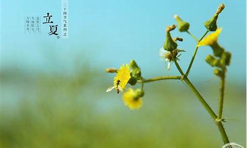 立夏谚语_立春最佳10首古诗